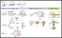 Functions of T cell receptor (TCR) in cancer immunotherapy 15.