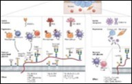 Contribution of various cytokines in            cancer immunotherapy 16.