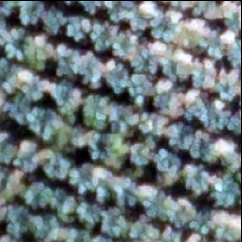 RGB Drone image on a broccoli orchard. Own acquisition.