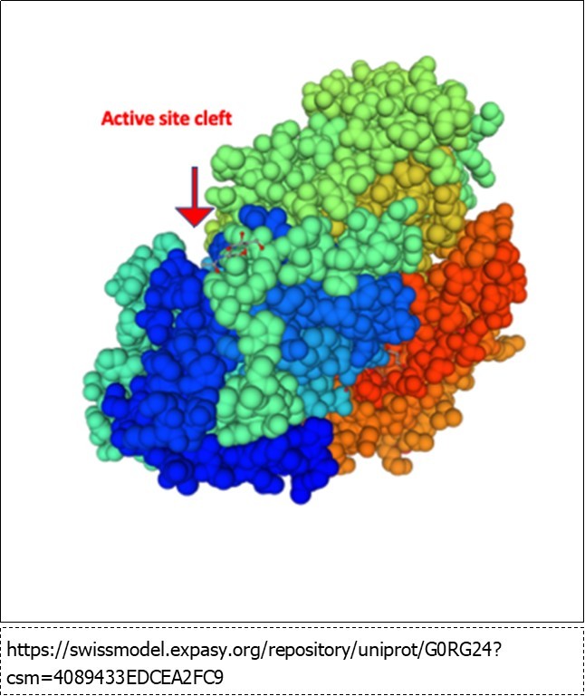 Crystal structure of Bgl1
