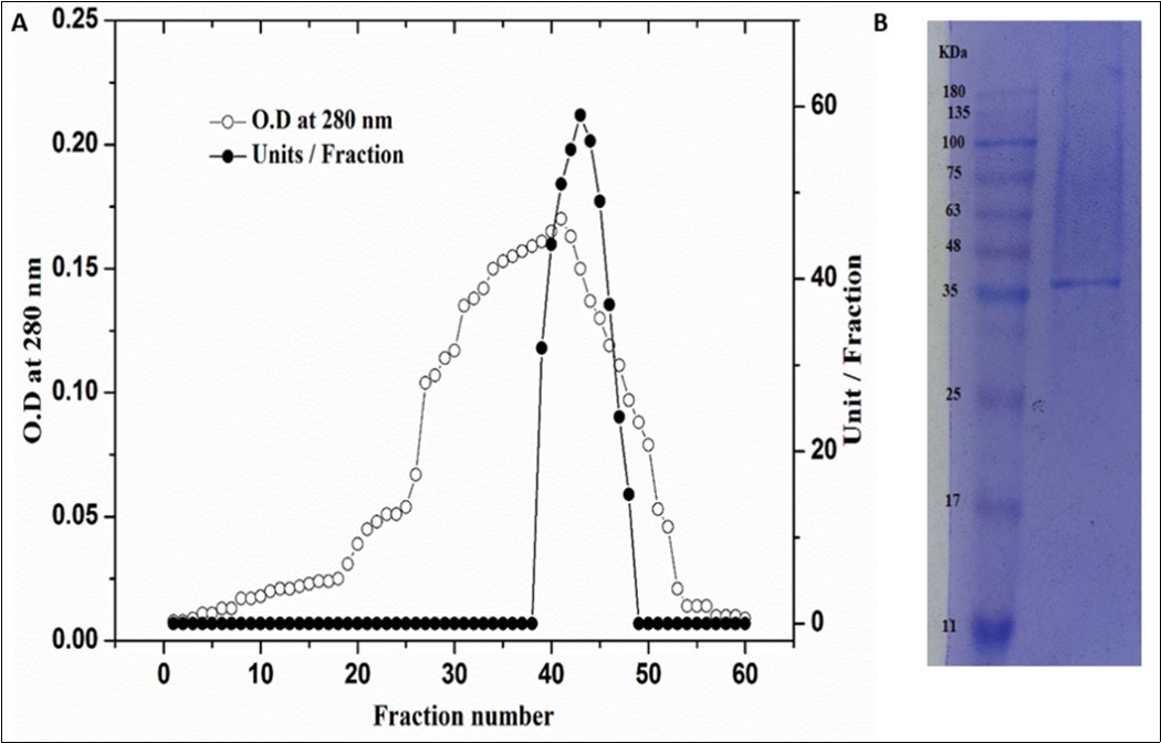 Gel filtration of POD3 CM-Sepharose fractions using a Sephacryl S-200 column (A), SDS-PAGE for              homogeneity and molecular weight determination of peroxidase (B).