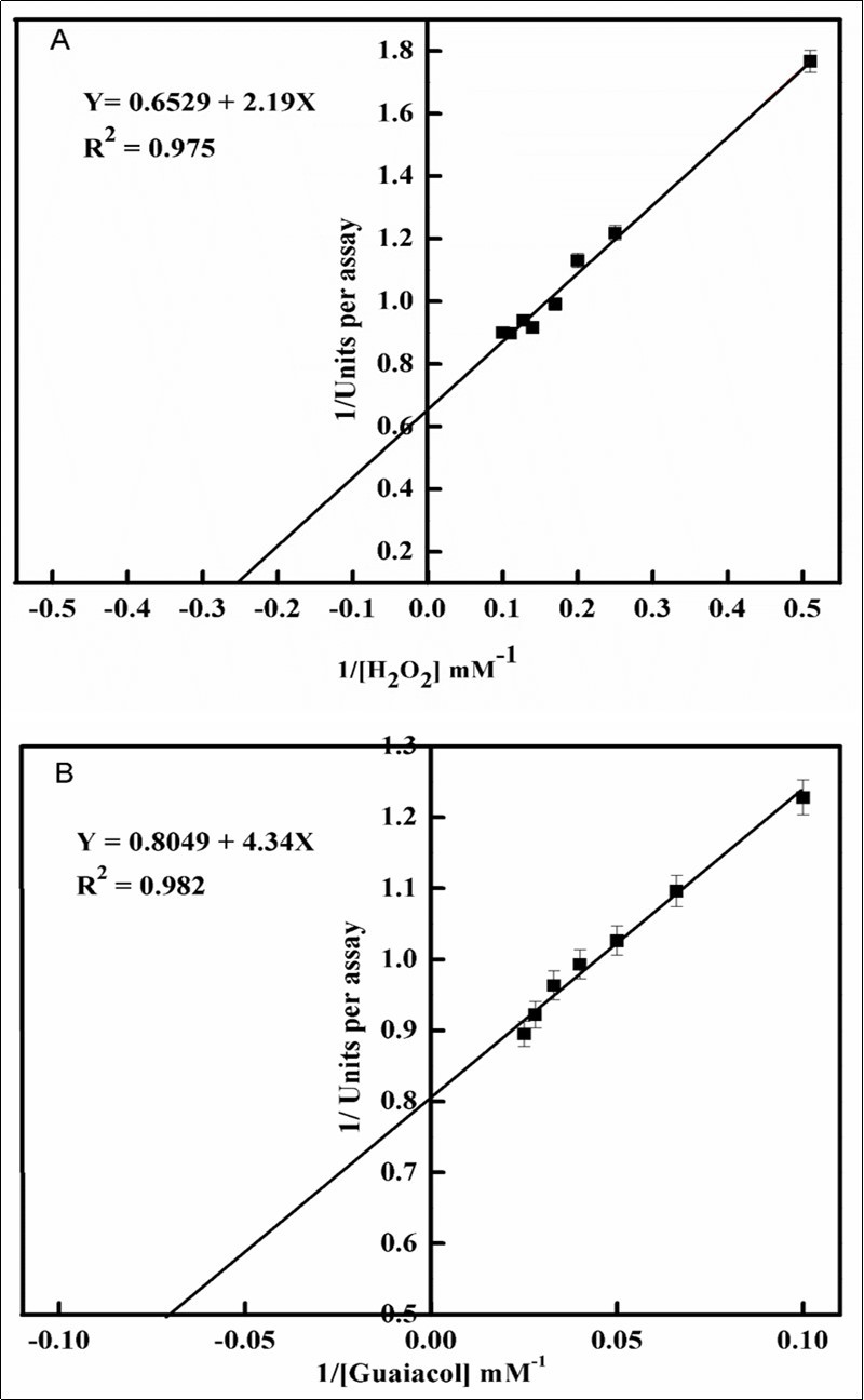 Lineweaver-Burk plots relating purified peroxidase reaction velocity to H2O2 (A) and guaiacol (B) concentrations.