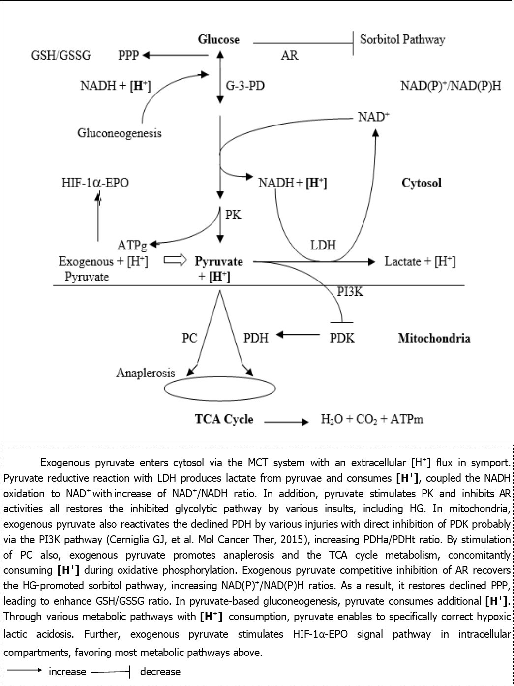 Exogenous and glycolytic pyruvate metabolic pathways and intracellular hydrogen (H+)                          consumption in various injuries
