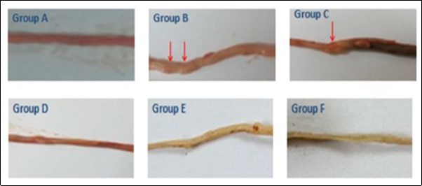 Gross pictures showing the distribution of colonic tumours (red arrows) across groups.