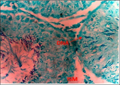 (DC+500mg/kg.bw of AP) X400 – Section of testis showing scanty DNA deeply stained with  magenta color.  DNA strands are in clusters