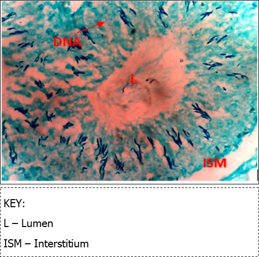 (DC+Metformin) X400 – Section of testis showing deeply stained DNA with magenta color.  DNA strands are higher clusters.