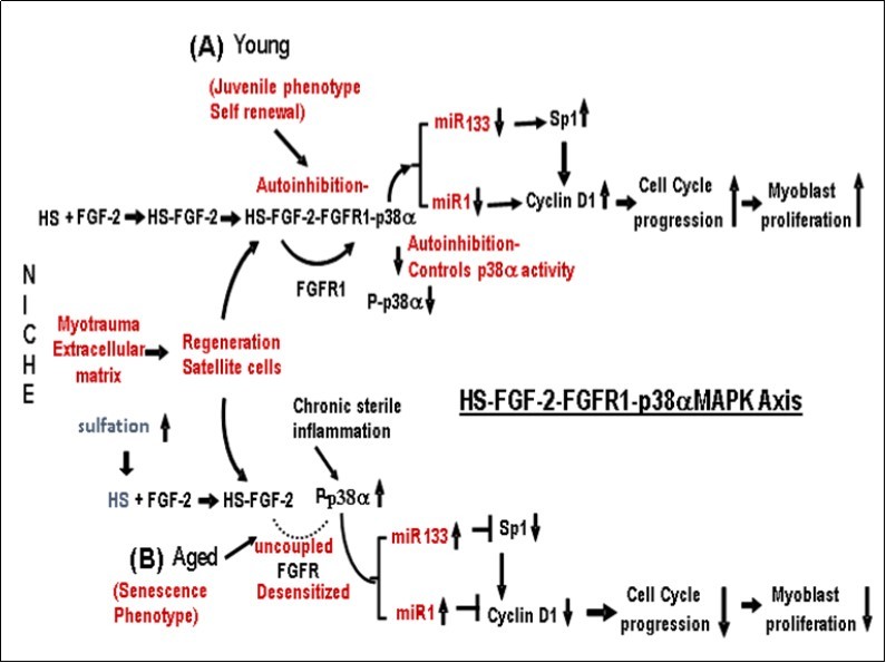 The role of the HS-FGF-2–FGFR1-p38αMAPK Axis in the regulation of skeletal muscle     satellite cell (MuSC) proliferation-differentiation in (A) juvenile (young) and (B) aged MuSCs. (A) Juvenile (Young) MuSC:  The level of P-p38αMAPK activity in juvenile MuSC is regulated by FGFR1 autoinhibition and is coupled to and regulated by the interaction of HS-FGF-2 with FGFR1 that forms and activates the HS-FGF2-FGFR1-p38αMAPK-Axis. This regulates the beneficial            homeostatic level of p38αMAPK activity and downregulates miR-1/miR-133 synthesis thus              stimulating the expression of the cell cycle regulators, Sp1 and cyclin D1 and the progression of myoblast proliferation. (B) Aged – Senescent MuSC: Control of P-p38αMAPK is uncoupled by the                                      desensitization-dysregulation of FGFR1 signaling; its level of activity is thus increased in response to elevated endogenous sterile inflammation in the absence of FGFR1 involvement. The increased P-p38αMAPK activity stimulates miR-1/miR-133 levels thereby enhancing their inhibition of Sp1 and Cyclin D1 respectively; this results in the G1/S cell cycle arrest.  (C). Reversal of IGA in Aged Tissue:  Reversal of the Cell Cycle arrest in aged skeletal MuSC is as follows: The age-associated over-sulfation of HS decreases, i.e., it is down regulated to the levels in juvenile MuSC. The HS-FGF-2 interaction with FGFR1 is reinitiated thereby establishing the level of juvenile FGFR1-coupled regulation of MuSC P-p38αMAPK; the decline of miR-1 and miR-133                              levels, promotes reactivation of Sp1 and Cyclin D1; cell cycle progression and cell proliferation is initiated, i.e., reprogramming of the aged MuSCs. This Figure does not include the synergistic                          interaction of spry1 with the kinase domain.