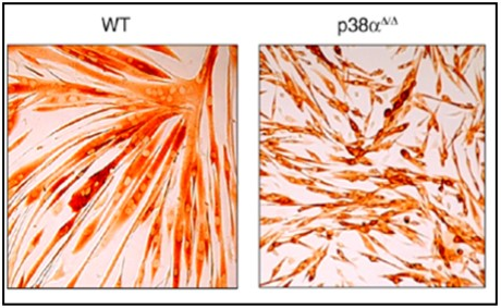 Multinucleated myotube formation is inhibited by p38αMAPK deficiency. Wt and p38αD/DMAPK myoblast                     cultures were induced to undergo myoblast fusion. The                immunohistochemical data show that myogenic cells do not               exhibit cell cycle withdrawal and terminal differentiation; that p38αMAPK deficient myoblasts have impaired ability to exit the cell cycle; the p38aD/DMAPK myoblasts also exhibit an enhanced proliferative potential. Myogenic cells lacking p38αMAPK possess an increased propensity for self-renewal. (This figure is a modification of Figure 3A from Perdiguera et al. EMBO J 26, 1245, (2007) with permission of the publisher.)