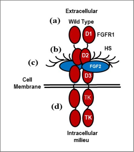 The formation and stabilization of a 2:2:2 HS-FGF-2-FGFR1 signal transducing dimer. (a) The wild type HS-FGF-2-FGFR1 complex; (b) The extracellular complex              consisting of the immunoglobulin domains, D1, D2, and D3; the FGF-2       ligand and bound heparan               sulfate (HS). (c) The linker  between immunoglobulin domains D2 and D3 affect the affinity and specificity of the receptor; (d) The intracellular tyrosine kinase domain (TK) that activates downstream targets, e.g p38αMAPK. (This figure is a       modification of Figure 5 in DM Ornitz et al. Dev. Bio. 4, 215-266 (2015) with permission of the publisher