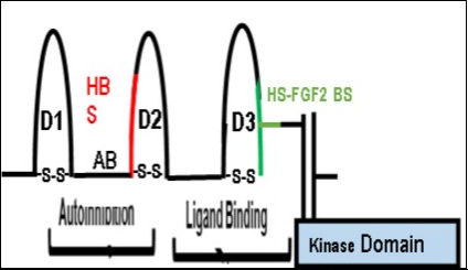 A schematic diagram of the extracellular FGFR Domains and the Intracellular Kinase Domains. The model shows the extracellular autoinhibition and ligand binding domains of FGFR1. The Acid Box or AB linker is involved in the process of autoinhibition and is localized between D1 and D2. In our model, direct inhibition of HS binding to FGFR1 attenuates the autoinhibitory process and is mediated by the AB linker (See Figure 7-Closed Model).  On the other hand, the removal of the AB linker by alternative splicing eliminates the autoinhibitory             function of the extracellular domain (D2). The heparan sulfate-binding site (HBS-Red) is in D2. The Ligand Binding Site is composed of the D2-D3 linker region and the D3 domain (GREEN). The heparan binding site (HBS: RED) is in D2 and the Heparan sulfate-FGF2 binding site (GREEN) is in D3.  (This figure is a modification of Figure 2 in                     Mohammadi, M et al. Cytokine Growth Factor Rev. 16, 107-137 (2005) with permission of the publisher
