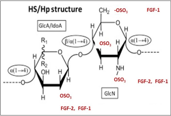 Structural representations of heparan sulfate (HS) and    heparin (Hp) and their binding motifs proposed for FGF-2 and FGF-1 (See also  Figure 6) Heparan sulfate (HS) and Heparin (Hp) share a precursor                         disaccharide composed of glucuronic acid/iduronic (GlcA/IdoA) and glucosamine (GlcN). This precursor disaccharide is used to                               build up their backbone structure which is composed of D. Heparin (Hp) is composed of alternating 4-linked uronic acid and 4-linked a-glucosamine (GlcN) units with varying substitutions. The major disaccharide is predominantly composed of a disaccharide unit. Other disaccharides composed of non-sulfated iduronic acid (IdoA), glucuronic acid (GlcA), N-acetyl glucosamine (GlcNAc), N-sulfated glucosamine (GlcNS3S6S) also occur but at lower levels. Heparan sulfate (HS) is less modified than Hp and is mainly composed of alternating unsulfated GlcA and GlcNAC units. (This Figure is a modification of Figure 1A in Pomin, VH Biochimie 127, 214-226, (2016) with permission of the publisher.