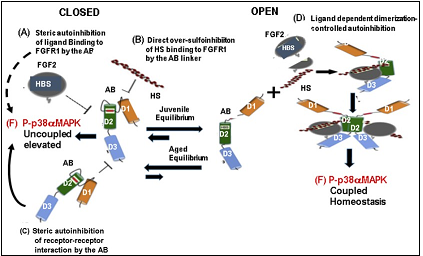 The heparan sulfate, FGF-2, FGFR1, interactions of the OPEN-CLOSE model that regulates the HS-FGF-2-FGFR1-p38αMAPK Axis in juvenile MuSCs and promote the desensitization-dysregulation of FGFR1 signaling in aged MuSCs. A, B, C: The CLOSED model in juvenile MuSC: The equilibrium in juvenile MuSC favors the OPEN function of HS-FGF2-FGFR-1-p38αMAPK axis. In this model there is a (A) controlled autoinhibition that prevents uncontrolled FGF signaling which controls the level of p38αMAPK activity; this also maintains beneficial levels of P-p38αMAPK activity and beneficial homeostatic levels of P-p38αMAPK activity. This  supports a balanced myogenesis. In the aged MuSCs the equilibrium favors the desensitization-dysregulation of FGFR1 and inhibition of the HS-FGF-2-FGFR1-p38αMAPK Axis. The desensitization of. the Axis Heparan sulfate (HS) thus enforces the elevation and stabilization of levels of P-p38αMAPK activity. This physiological picture of the exogenous D1, D2, D3 FGFR1 domains that mediate the (D) ligand dependent dimerization needed for signal       activation. In this model the level of autoinhibition of FGFR1 tightly regulates the level of coupled p38αMAPK signaling activity by (A) (a partial) steric autoinhibition of ligand binding to FGFR1; (B) Direct (partial) sulfoinhibition of HS binding to FGFR1; (C) Partial steric autoinhibition of receptor-receptor            interaction. The levels of these interactions in the juvenile MuSCs regulate the beneficial, homeostatic levels of P-p38αMAPK (and other Axis targets) as depicted by the OPEN model. D, E, F: The OPEN model The equilibrium indicates that the OPEN model predominates thus promoting the progression of              myogenesis. This establishes the level of P-p38αMAPK activity needed for the beneficial functions of the juvenile MuSCs (D, E, F). This physiological milieu promotes the replicative and regenerative capacity in                       myogenesis. This figure is a modification of Figure 6 in Kalinina J. al. Structure 20, 77-88 (2012) with permission from the publisher.
