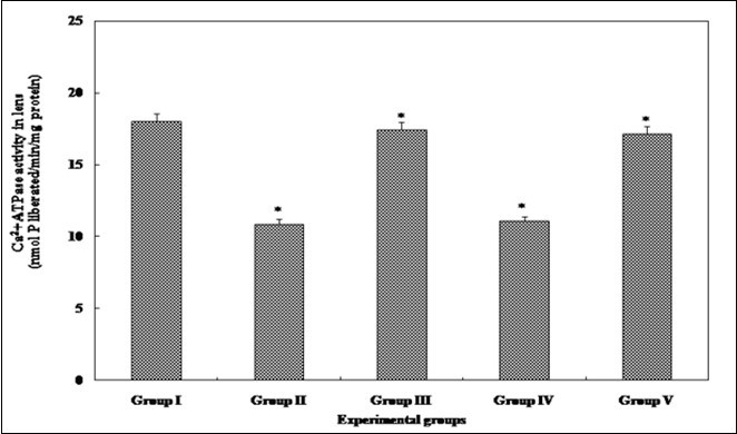 Calcium ATPase activity in the eye lens from from different experimental group animals. Each value represents mean ± SD of 4 determinations using samples from different preparations. The             difference in Ca2+ ATPase activity observed between groups I & II and groups II & III-V animals were statistically significant at * p < 0.05.