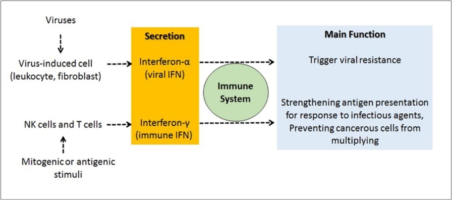 General functions of IFN-α and IFN-γ. IFN-α stimulates  viral resistance, whle IFN-γ enhances antigen presentation to strengthen the immune response.