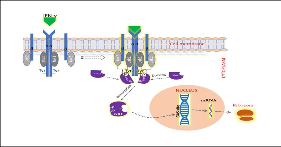 IFN-γ signal path. Binding of IFN-γ to IFN-γR1/2 receptors leads to activation of pairs of JAK and STAT transcription factors that overlap with      tyrosine phosphorylation. Phosphorylated STAT1  proteins are homodimerized through mutual phosphotyrosine interactions and GAF is formed. Then, the GAF (gamma-activated factor) passes to the nucleus by translocation and connects to a nine-nucleotide consensus sequence known as GAS (gamma-activated site). This region contains more than 200 protein-coding genes.