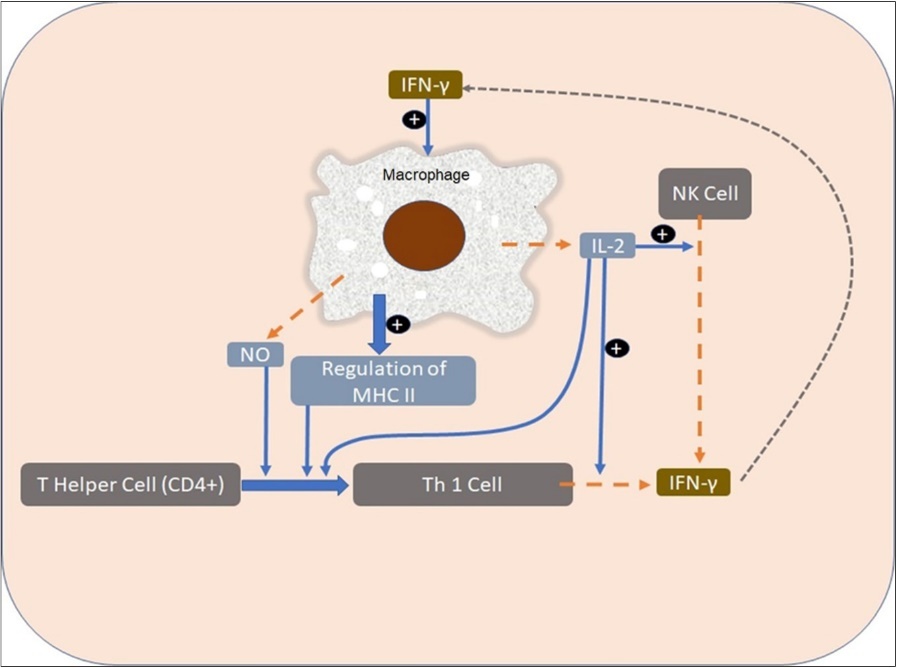 Stimulation of macrophage with IFN-γ. In the stimulated macrophage, inducible nitric oxide synthase (iNOS) is activated to produce nitrogen oxide derivative (NOx) free radicals to directly kill intracellular bacteria and protozoa. Also, increased IL-12 release activates NK cells more.