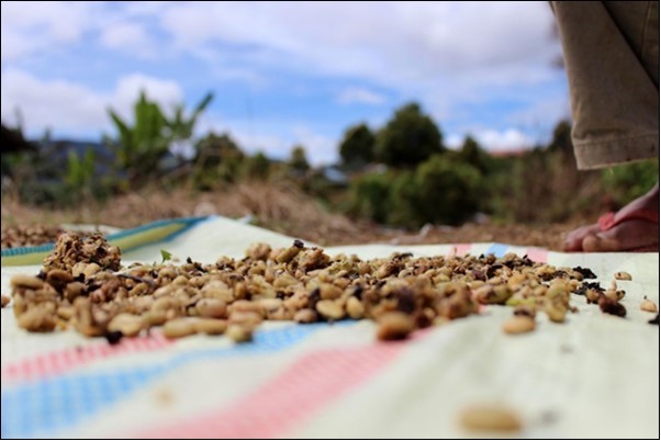 Coffee beans drying process (possibly                   contaminated??)