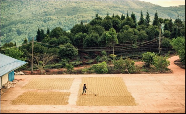 Coffee beans drying process (possibly                    contaminated??)
