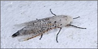 A Zeuzera coffea pest