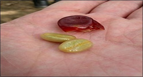 After the coffee beans are                 collected, the remaining fruit is sundried and brewed into coffee cherry tea.