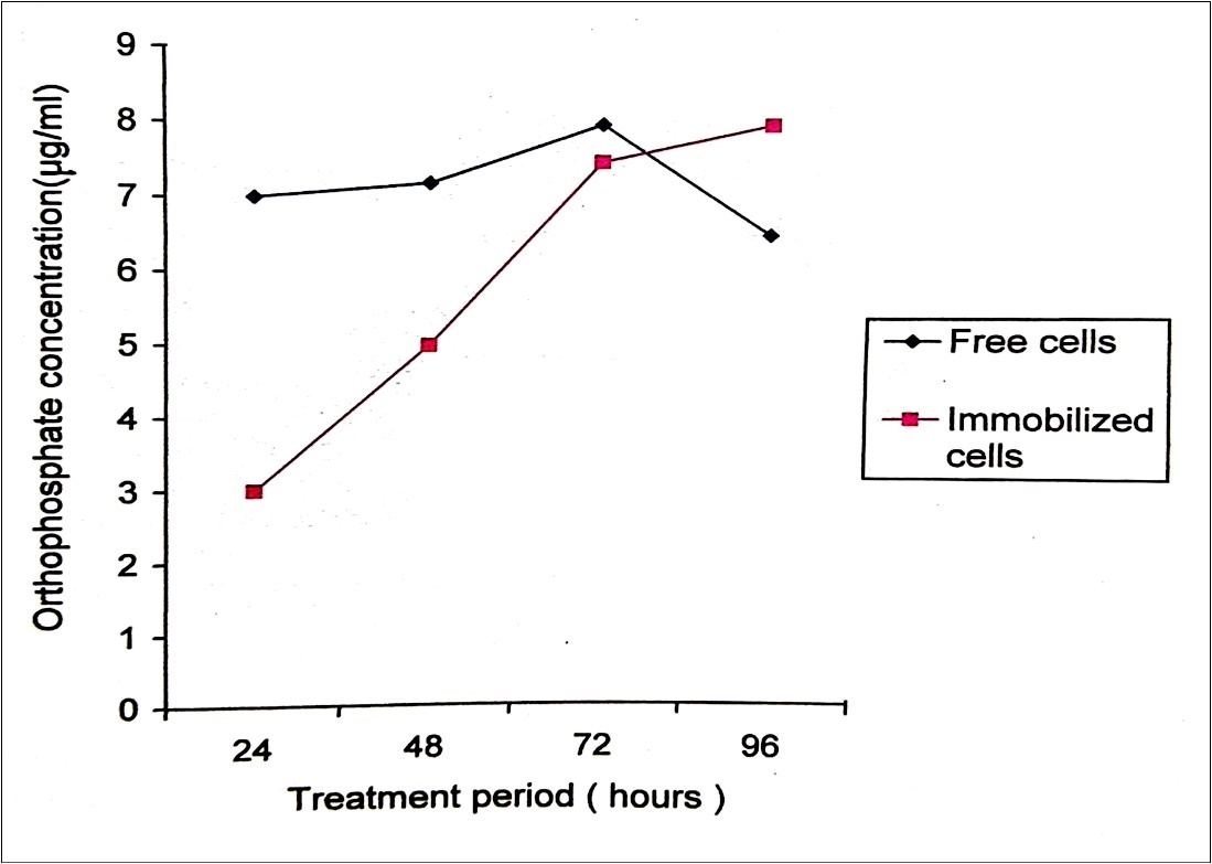Orthophosphate released during the degradation of 150ppm                       Malathion by free and immobilized cells of P. stutzeri