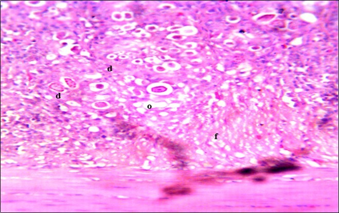 Photomicrograph of caecum of chick administered 20000 Oocysts of Eimeria                   tenella and treated with NeemAzal® Oil showing generalized degeneration of the caecal glands (d), moderate Ocysts presence (o) with fibrosis (f) X250 (H & E).