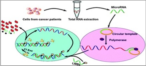 Principle of rolling circle amplification combined with a T7 exonuclease-assisted cyclic enzymatic (RCA-CEAM) dual amplification method for highly sensitive detection of miRNA molecules 27.