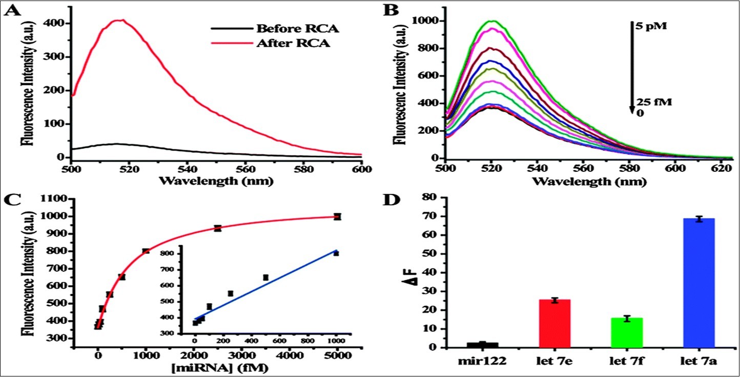 Sensitive and selective miRNA detection using the dual amplification method. (A) Fluorescence               spectra before and after RCA reaction. (B) Fluorescence spectra of dual amplification method over a range of target miRNA concentrations. (C)  The relationship between the fluorescence intensity change and target miRNA concentration. (D)  The dual signal amplification assay differentials the let-7 family. From reference 27.