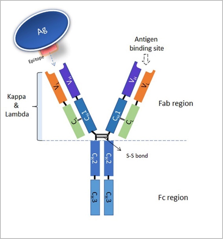Antibody structure and functional Fc and Fab regions. C: Constant domain, V: Variable                domain, H: Heavy chain, L: Light chain
