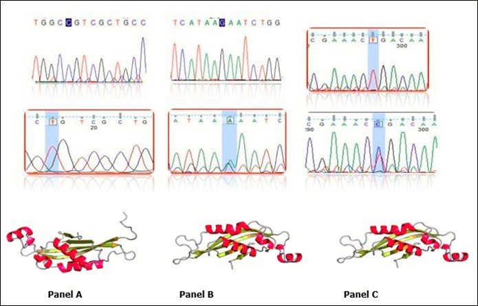 Chromatogram of mutations represent the transition mutations where panel A shows 22C>T mutation (p.Arg8Cys), Panel B shows 273G>A and Panel C shows 405T>C. In the middle part is mutation compare to the wild type sequence in the upper part. 3D structures of mutation represented in the lower part of the panel. Last two mutations are silent mutations and 3D is similar. Ribbon diagram of a monomer of human PTPS depicting the locations of the amino acid replacements newly identified in current PTPS patients. Substituted amino acid                residues denoted with yellow-colored ribbon