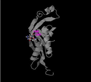 Active sites of PTPS enzyme               produced by I-TASSER software