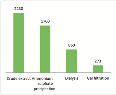 Enzyme Activity ( From Crude Enzyme Tom Partial              Purification)