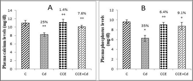 Plasma levels of calcium (mg/dL) and phosphorus (mg/dL) of control and experimental rats after 10 weeks of treatment. Values are the mean of 9 measurements ±SD.