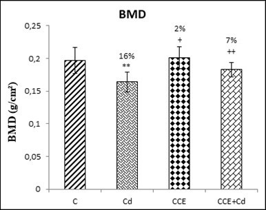Effects of O.ficus indica extract on bone mineral density (BMD) in the femurs of control and experimental rats after 10 weeks of treatment.