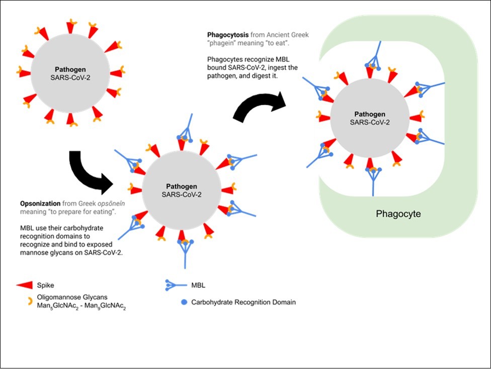 MBL binding and complement activation enhances phagocytosis by acting as an opsonin.