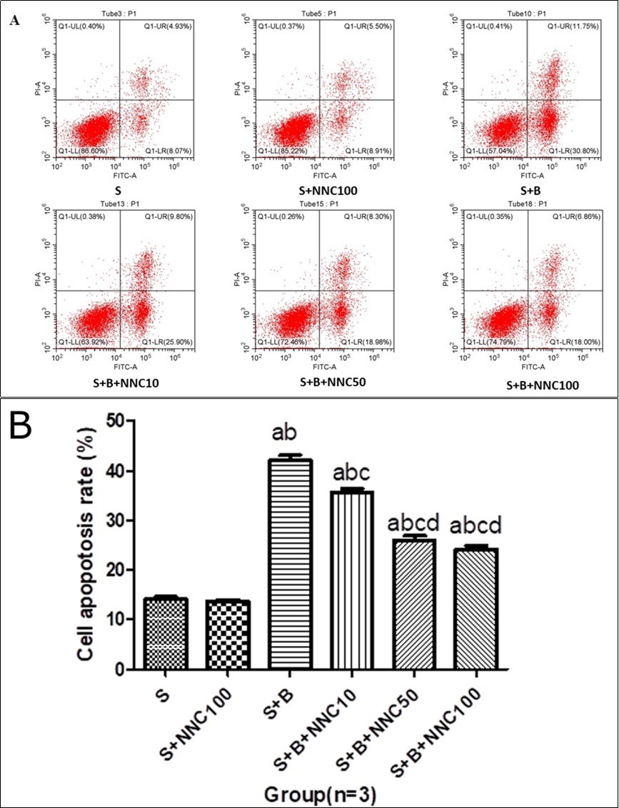 The apoptosis rate of the cells in every group. A: The represent sample apoptosis rate that detected with Flow cytometry. B: Rates of apoptosis in the different treatment groups (%, Mean±SD, n = 3). a P<0.05 vs. S group; b P<0.05 vs. S+NNC 100 group;c P<0.05 vs. S+B group; d P<0.05 vs. S+B+NNC 10 group.