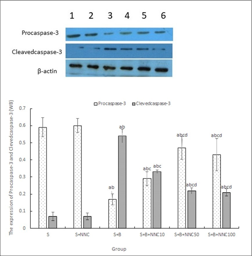 The expression of Caspase-3(Procase-3 and Cleavedcaspase-3) (Mean+S.D, n =3). Procaspase-3 (inactive form) and cleaved caspase-3 (active form) expression was measured by western blot analysis Lane 1 = S group; Lane 2 = S+NNC 100 group; Lane 3 = S+B group; Lane 4 = S+B+ NNC 10 group; Lane 5 = S+B+NNC 50 group; Lane 6 = S+B+NNC 100 group. aP<0.05 vs. S group; bP<0.05 vs. S+NNC 100 group; cP<0.05 vs. S+B group; dP<0.05 vs. S+B+NNC 10 group.