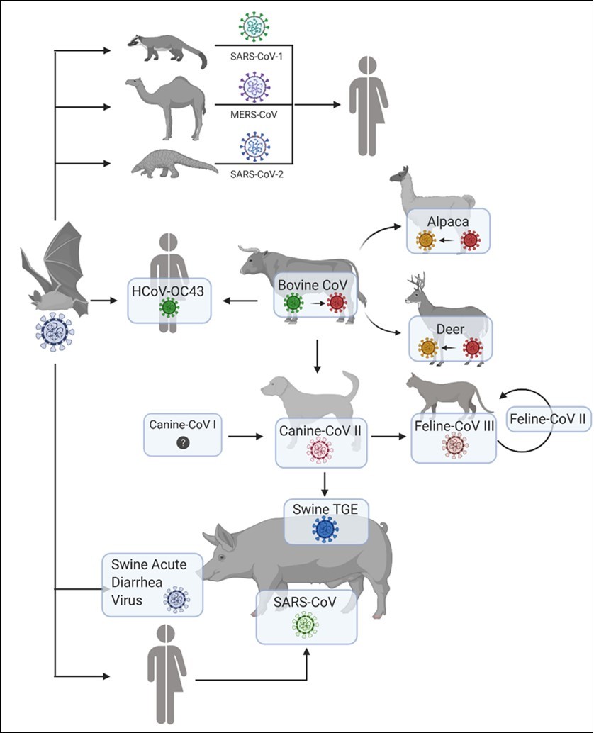 Corona virus's cross-species. SARS-CoV-1 transmitted and adapted to a wild animal, palm civet, which used to be sold for the food in Chinese Wet Markets.                 MERS-CoV transmitted from bat to camel then from camel to human. HCoV-OC43 and bovine CoV are closely similar ancestry. Bovine CoV has also spread to many different animals, like alpaca, wild ruminants, canine, and wine. While Feline coronavirus I and canine coronavirus I have a similar ancestor, canine coronavirus I underwent                         recombination with an unknown coronavirus that give rise to canine coronavirus II. Then canine coronavirus II with Feline coronavirus I underwent recombination (in an unknown intermediate host) resulting in feline coronavirus II. Canine COV II transmitted to pigs, give rise transmissible gastroenteritis virus.