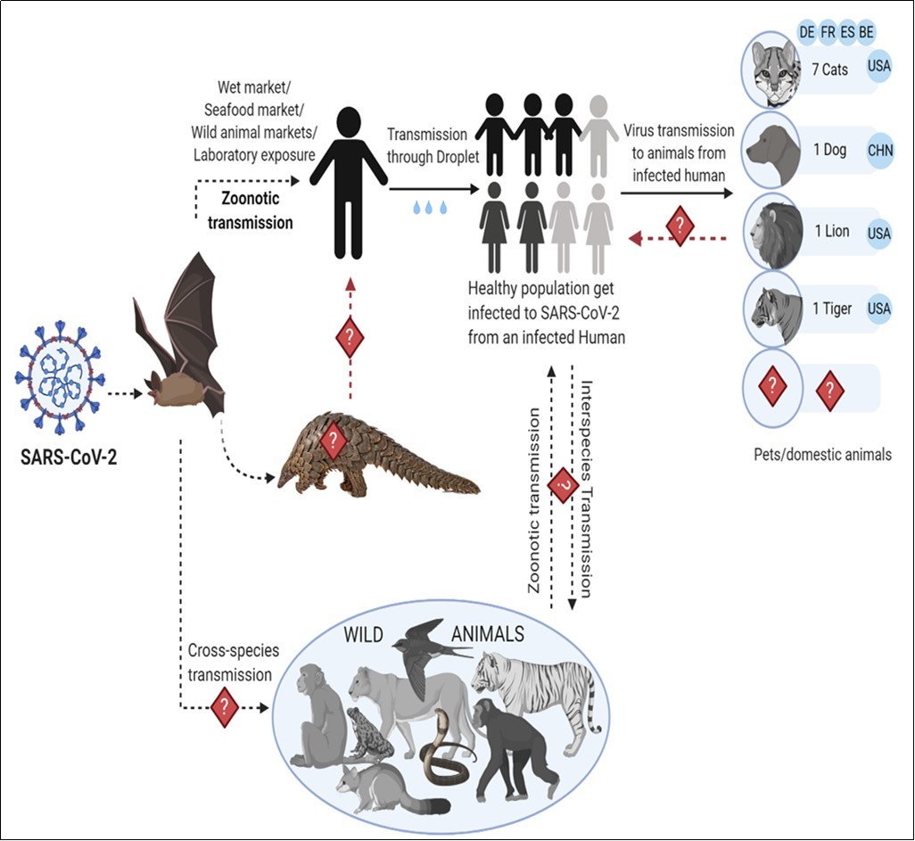 The possible mode of transmission of SARS-CoV-2. Bats can act as primary reservoirs for novel coronavirus; SARS-CoV-2. SARS-CoV-2 may cross the species barrier into pangolins, in wild and other                     live-animals in seafood/wet market. Consumption of infected animals as food items are the major source of infection transmission in humans, and human-to-human transmission through droplets/fomites, which results in community transmission as well as human-to pet animal spread. Dotted arrows showing the possibility of virus spread from bat to animals or humans whereas the solid black arrows indicate the confirmed                      transmission of virus.