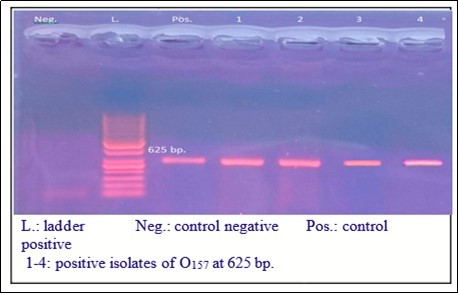 positive gene amplification at 625bp for Ecoli O157.