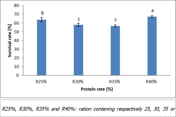 Survival rate according to the dietary protein level in pre-magnification of Labeobarbus batesii fry
