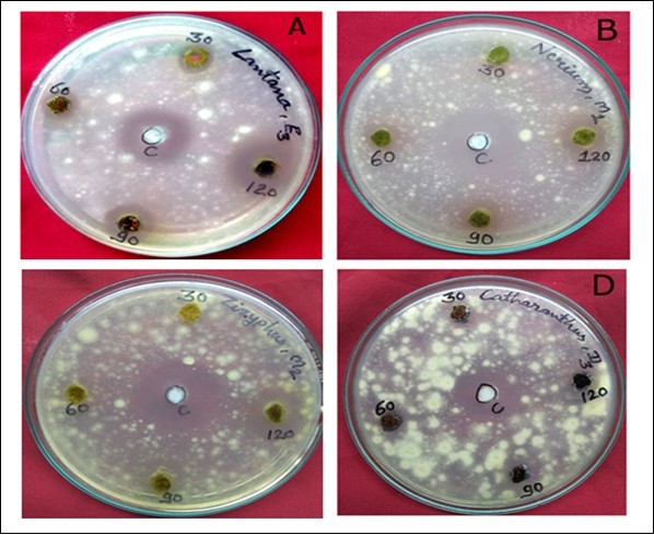 Antimycotic Activity of Different Leaf Extracts of Medicinal Plants. (A) Petridish showing activity of Ethanol extracted from Lantana camera against M. gypseum. (B) Activity of Methanol  extracted from Nerium indicum against T. mentagrophytes. (C) Activity of Diethyl extracted from Ziziphus mauritiana against M. gypseum. (D) Activity of Diethyl ether extracted from Catheranthus roseus against M. gypseum.
