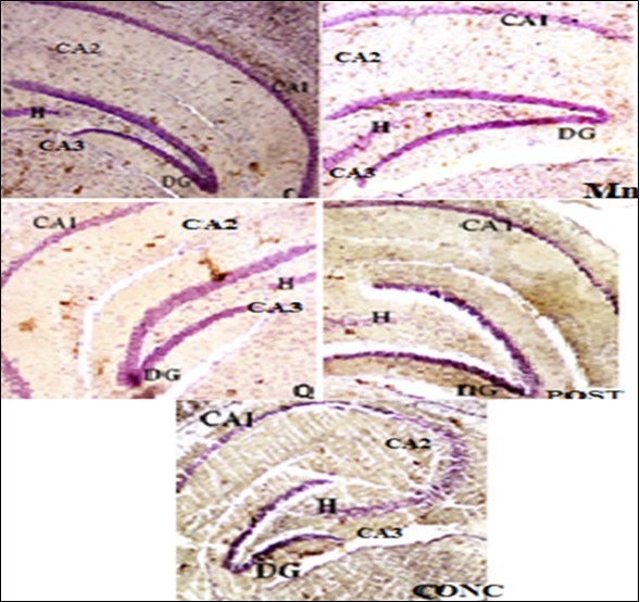 TNF-α expression in there were no significant changes in fur and eye  colour in all the groups throughout the experiment mice exposed to manganese chloride and quercetin. Control (C); Manganese (Mn); Quercetin (Q); Intervention (POST); Concurrent (CONC). The deep/dark brown precipitates indicate the              expression of TNF-α. DG: dentate gyrus, CA: Cornu ammonis