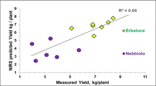 Biplot of the average measured yield (X) vs. the average yield               predicted with NIR-SCiOTM from the leaves using the spectra of 13 groups (2 excluded).