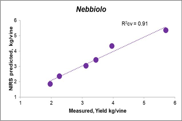 Biplot of the measured (X) vs. predicted yield from            Litterbag-NIRS for the Nebbiolo vines.