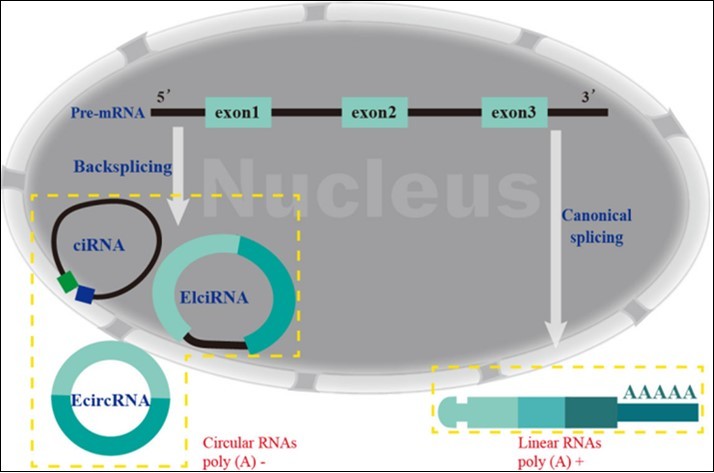 The formation of different forms of circRNA in the nucleus is              different from that of linear RNA. Finally,EcircRNA and linear RNA located outside the nucleus, while ciRNA and elciRNA located inside.
