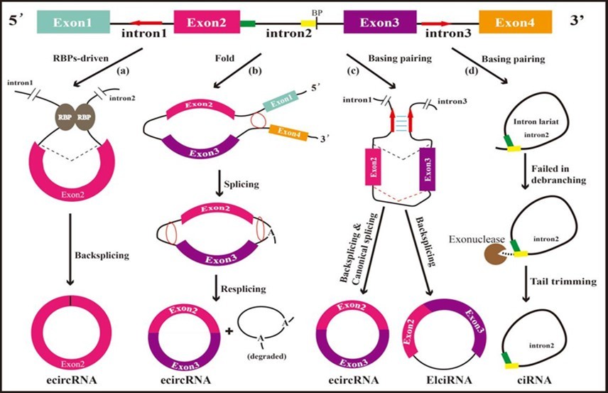 Schematic diagram of the biosynthesis of circRNAs. The pre-mRNA on the top of this diagram will synthesize different types of circRNAs through distinct splicing way of (a), (b), (c), and (d). The red arrows above introns represent reverse complementary sequences. In the intron2, the green and the yellow rectangle represents the 7-nt                GU-rich sequence and the 11-nt C-rich sequence, respectively. BP means branching point. (a) Circularization depends on RNA binding proteins (RBPs). (b) Lariat-driven  circularization. The red circles in this splicing way represent the splicing sites. (c) Intron pairing-driven circularization. (d) Formation of circular intronic RNAs (ciRNAs).