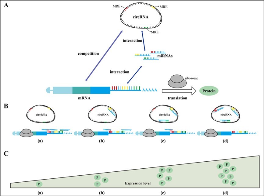 The schematic of circRNA-miRNA-mRNA regulation axis. A. CircRNAs as one of ceRNAs compete with mRNA for binding to miRNAs; circRNAs and mRNAs all contain MREs inside (MREs are represented by red, yellow, and green small vertical lines). CircRNAs and mRNAs interact with homologous MREs on miRNAs via base complementation.  B. The             competitive binding of miRNA between circRNA and mRNA. C. The expression level of the mRNA. Every (a), (b), (c), and (d) in B or C is corresponding. (a) When three sites on mRNA bind to the miRNA, the inhibitory effect is strongest during translation and the expression level of protein is the lowest. (b) When one site on the circRNA and two sites on the mRNA bind to the miRNA, the inhibitory effect is stronger during translation and the expression level of protein is lower. (c) When two sites on the circRNA and one site on the mRNA bind to the miRNA, the inhibitory effect is weaker during translation and the expression level of protein is higher. (d) When three sites on circRNA and no site on mRNA bind to the miRNA, the inhibitory effect is weakest during translation and the expression level of protein is the highest.