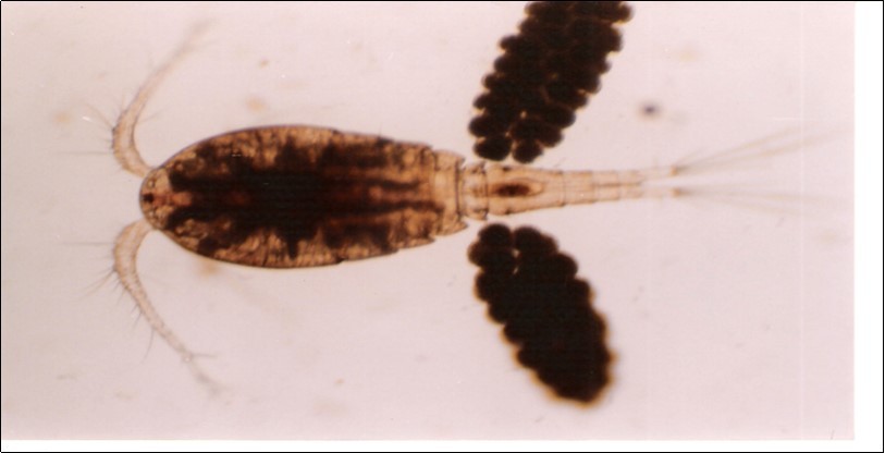 Egg sacked Cyclops species used in this study.