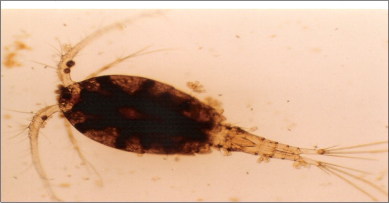 Adult Cyclops developed from a nauplius.